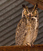 Great Horned Owl