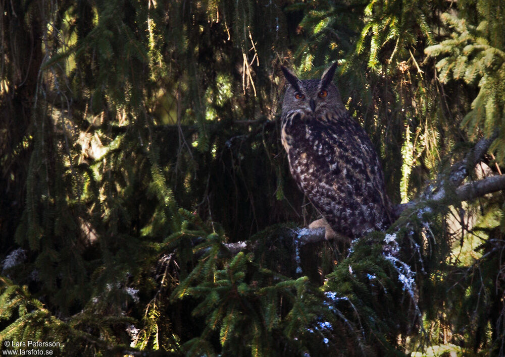 Eurasian Eagle-Owl