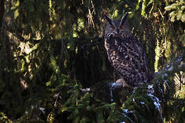 Eurasian Eagle-Owl