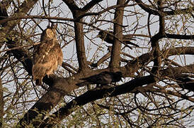 Dusky Eagle-Owl