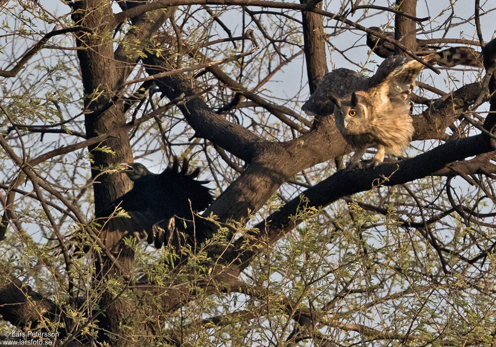 Dusky Eagle-Owl