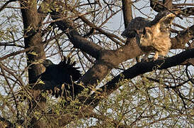 Dusky Eagle-Owl