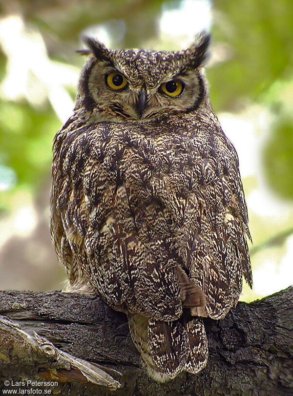 Lesser Horned Owl