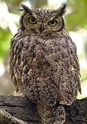 Lesser Horned Owl