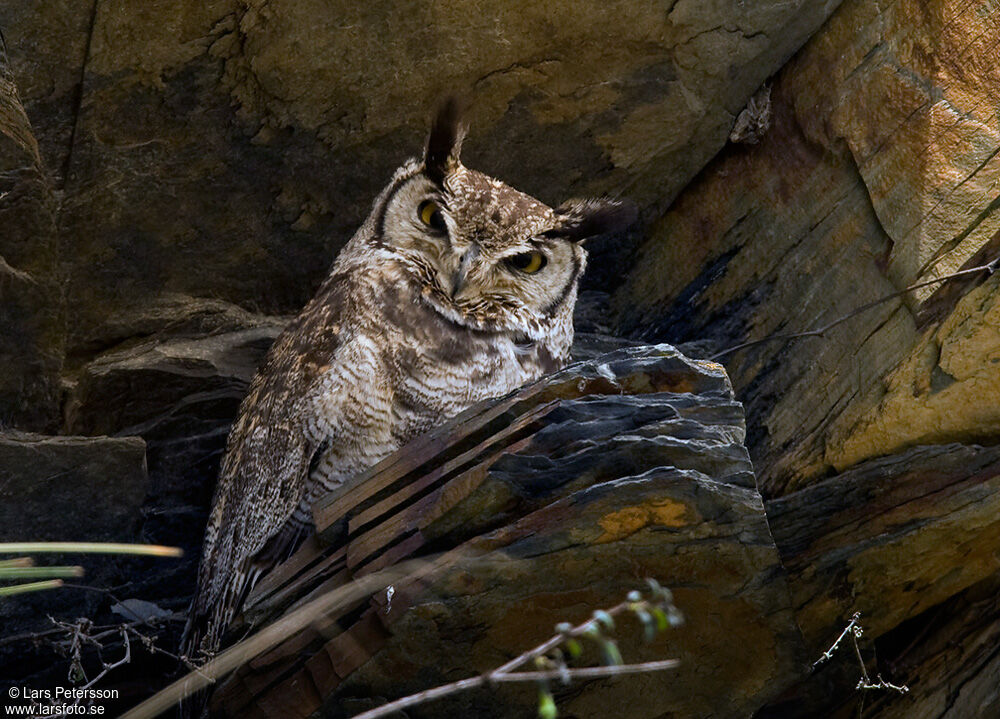 Lesser Horned Owl