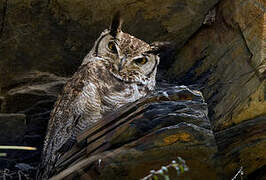 Lesser Horned Owl