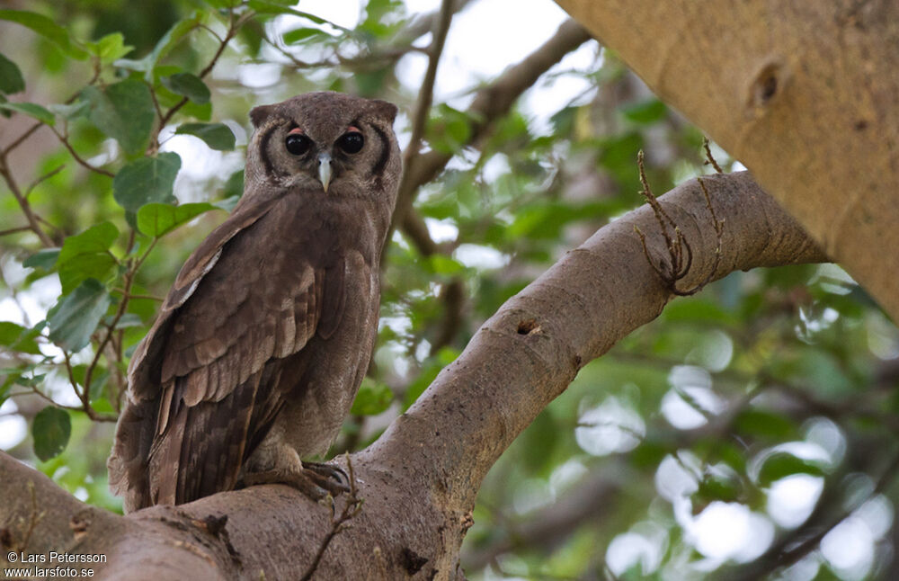 Verreaux's Eagle-Owl