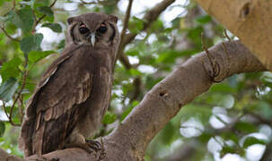 Verreaux's Eagle-Owl