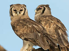 Verreaux's Eagle-Owl