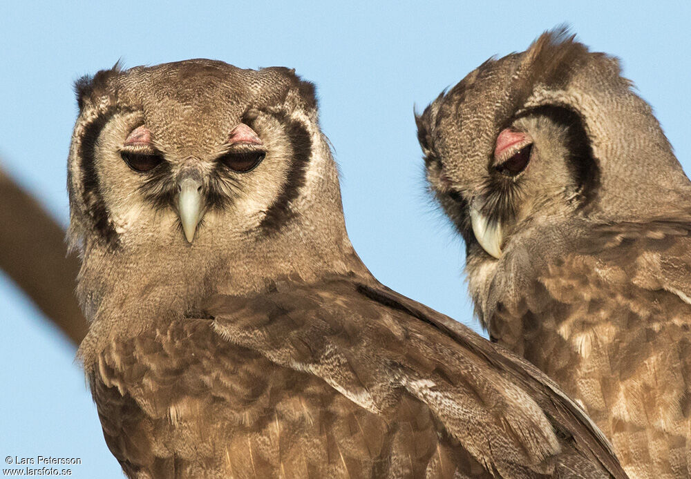 Verreaux's Eagle-Owl