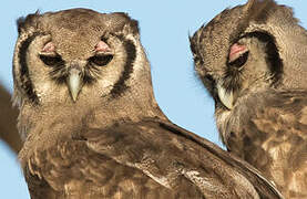 Verreaux's Eagle-Owl