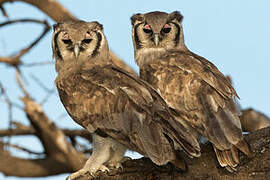 Verreaux's Eagle-Owl