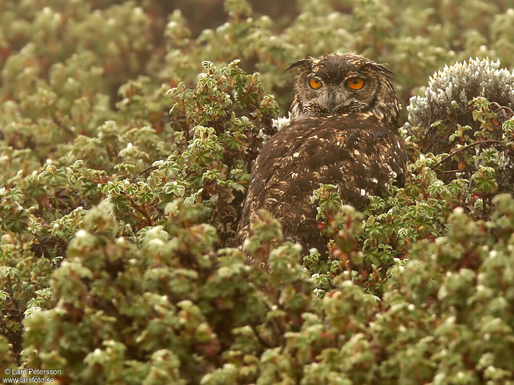 Cape Eagle-Owl