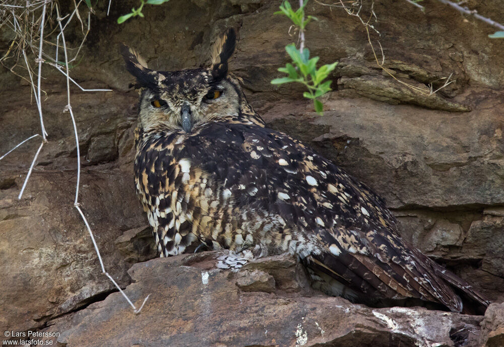 Cape Eagle-Owl