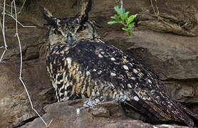 Cape Eagle-Owl