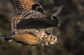 Indian Eagle-Owl