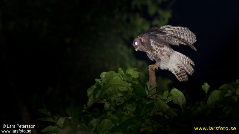 Akun Eagle-Owl