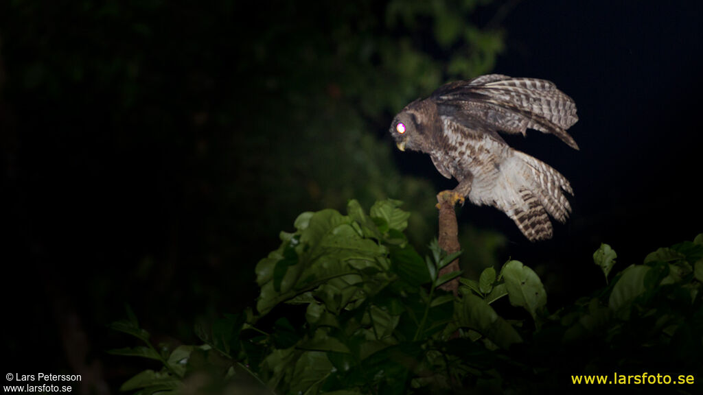 Akun Eagle-Owl