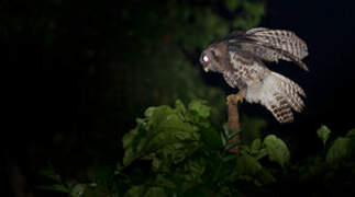 Akun Eagle-Owl