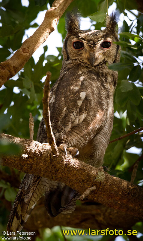 Greyish Eagle-Owl