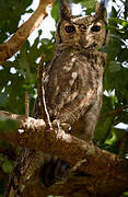 Greyish Eagle-Owl