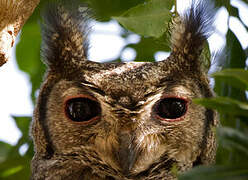 Greyish Eagle-Owl