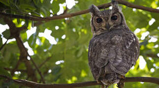 Greyish Eagle-Owl