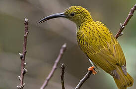 Streaked Spiderhunter