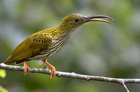 Streaked Spiderhunter