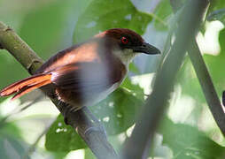 Great Antshrike