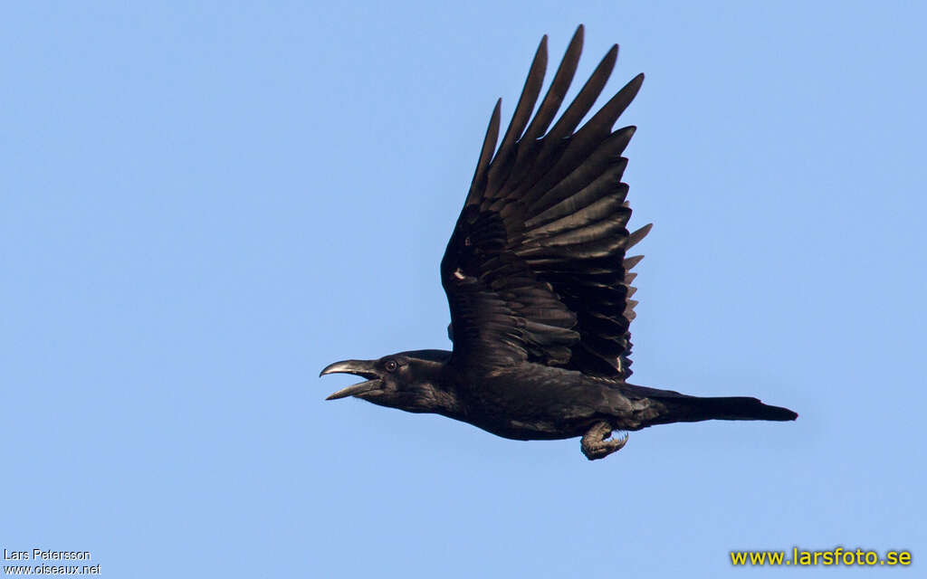 Northern Ravenadult, Flight