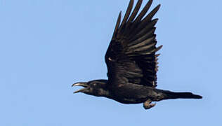 Northern Raven