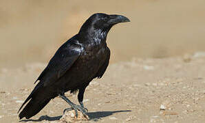 Northern Raven