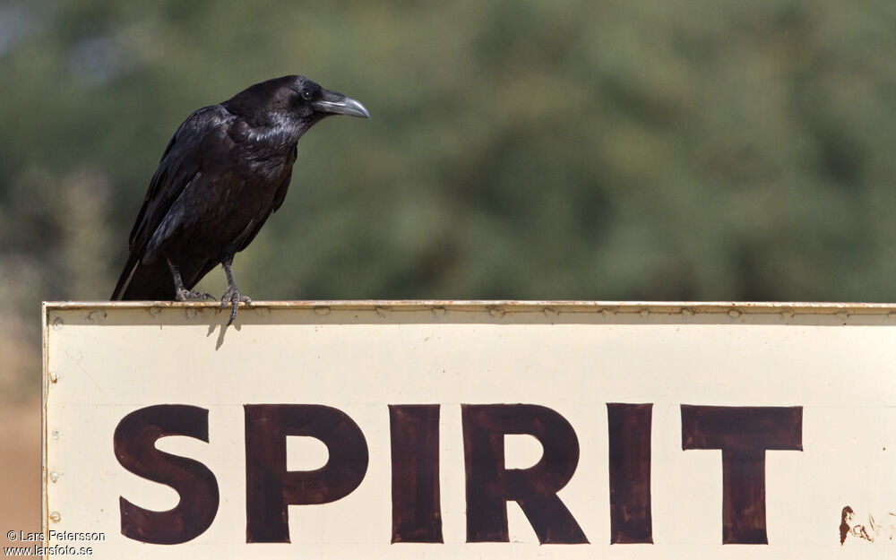 Grand Corbeau