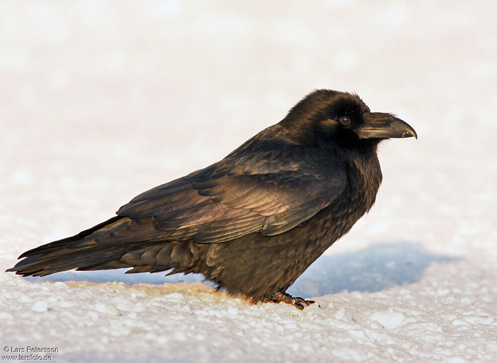 Northern Raven