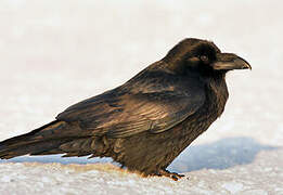 Northern Raven