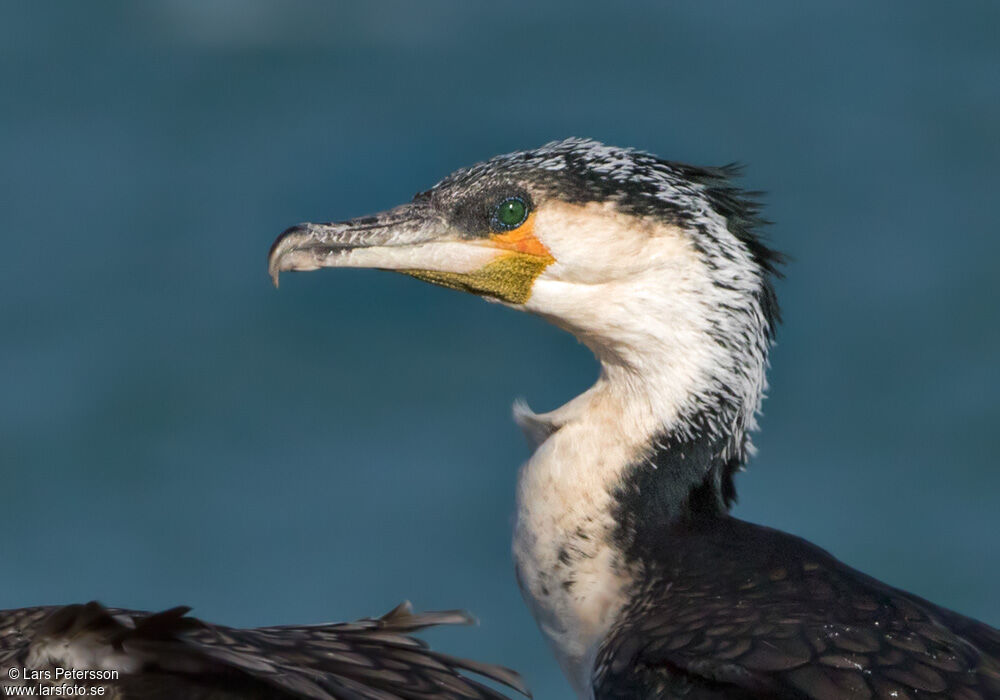 Great Cormorant