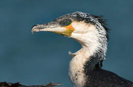 Great Cormorant