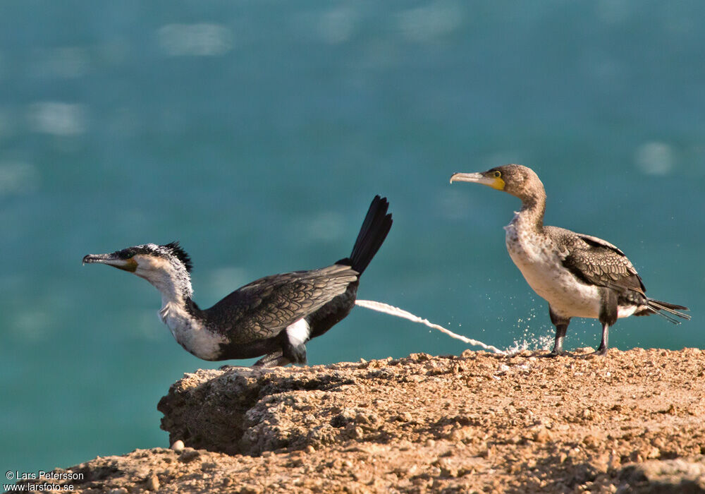 Great Cormorant