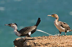 Great Cormorant