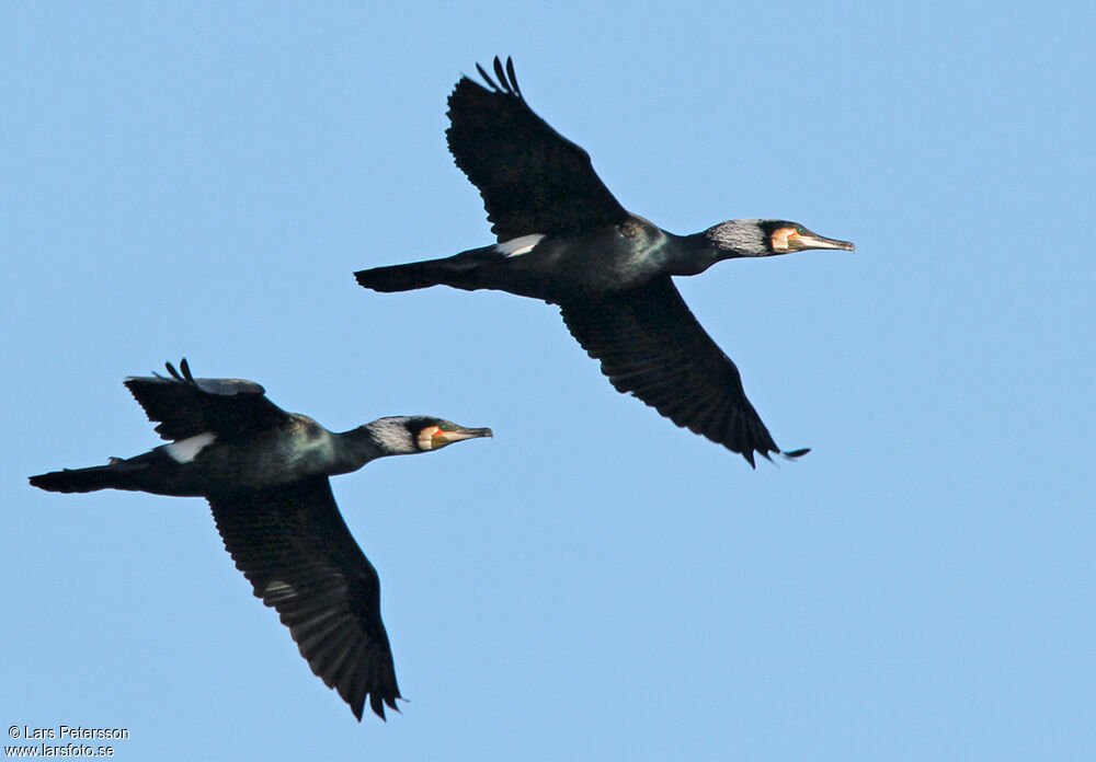 Great Cormorant