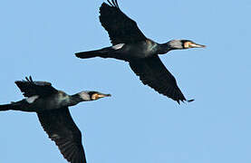 Great Cormorant