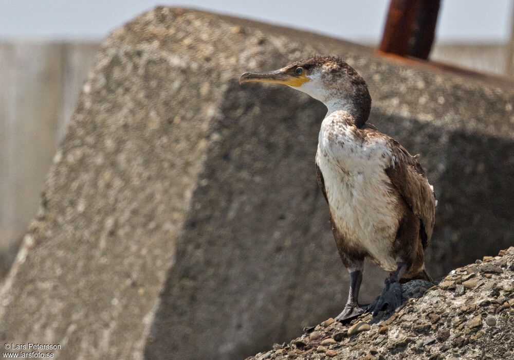 Great Cormorant