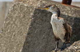 Great Cormorant