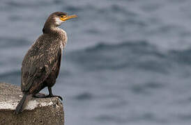 Great Cormorant