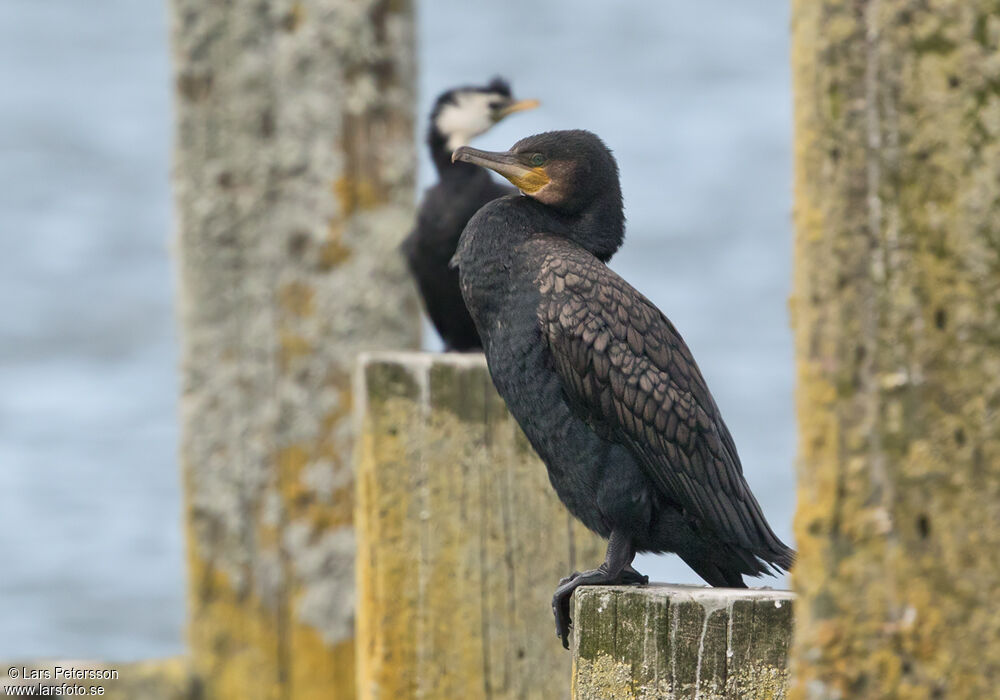 Great Cormorant