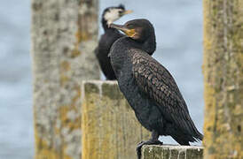 Great Cormorant