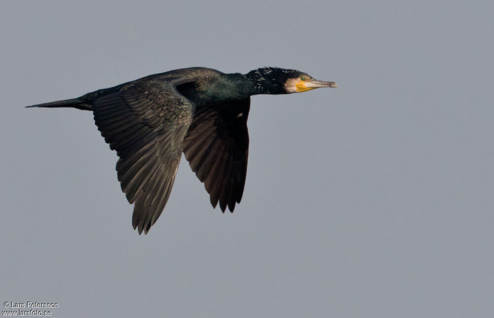 Great Cormorant