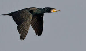 Great Cormorant