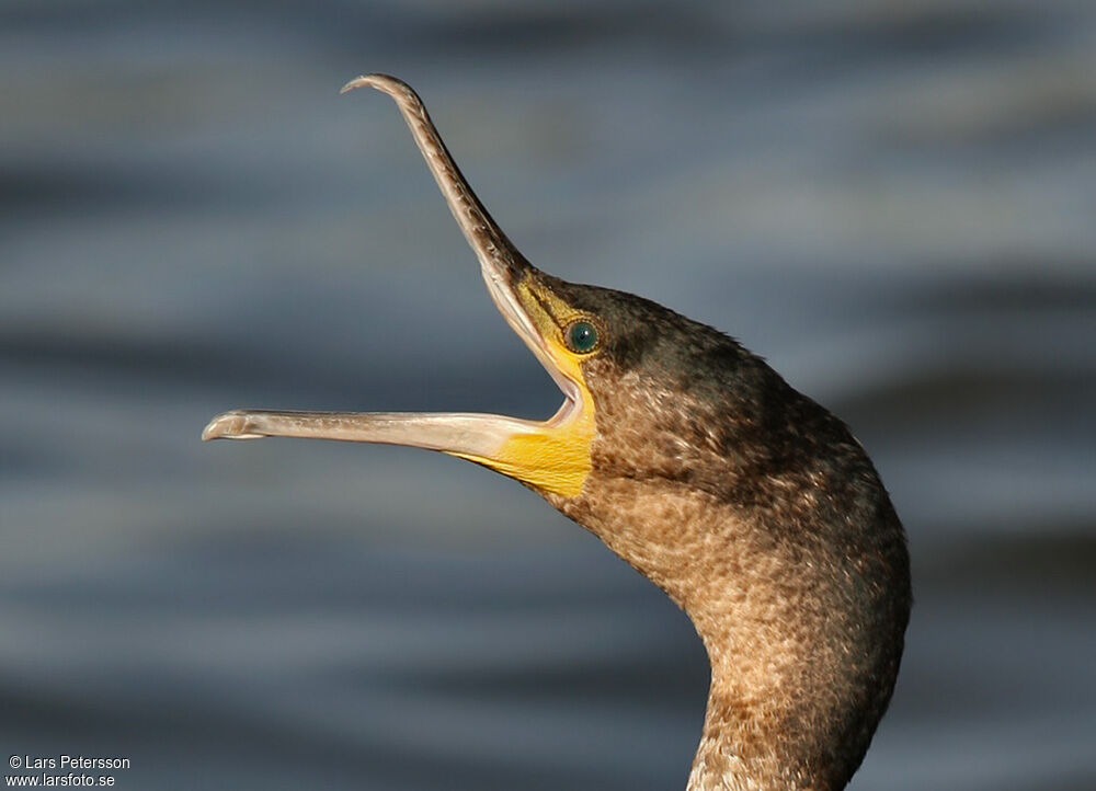 Great Cormorant